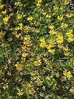 Lotier cornicule - Lotus corniculatus (1)